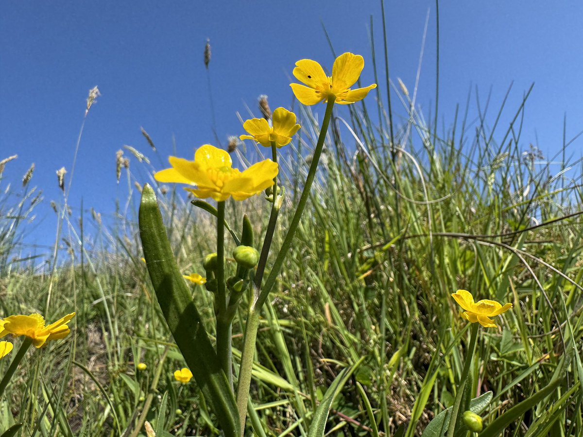 Marsh cinquefoil, heath spotted orchid, kidney vetch and lesser spearwort amongst carpets of colour for this weeks #WildFlowerHour on the coast in Nth Sligo, making quite a #WildFlowerShow