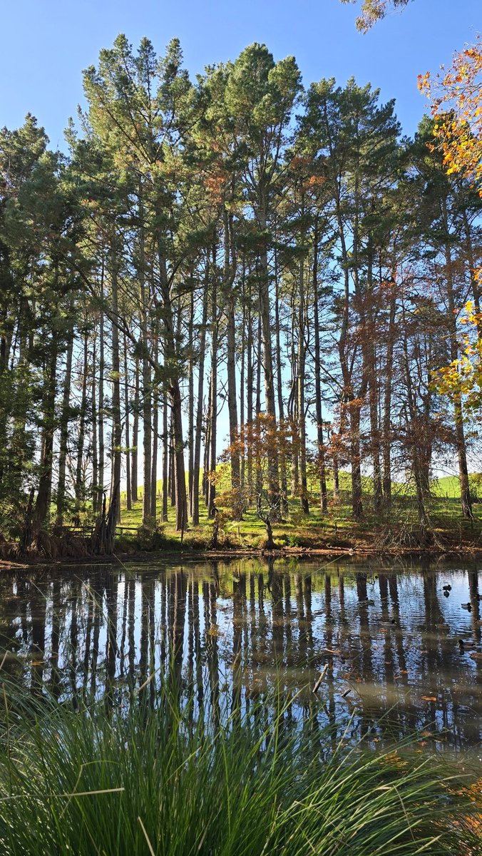 Jason Dawson (@webtaniwha) on Twitter photo A winter wonderland of autumnal colours at Taitua Arboretum. Such a special place and hidden gem of <a href="/HamiltonWaikato/">Waikato NZ</a> <a href="/CouncilHamilton/">Hamilton City Council</a> #MightyWaikato #WinterWalks #dogfriendly A winter wonderland of autumnal colours at Taitua Arboretum. Such a special place and hidden gem of <a href="/HamiltonWaikato/">Waikato NZ</a> <a href="/CouncilHamilton/">Hamilton City Council</a> #MightyWaikato #WinterWalks #dogfriendly