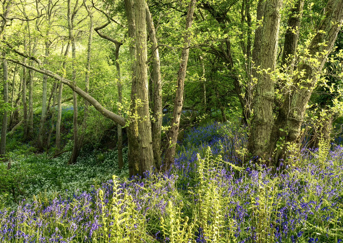 nigeldanson's tweet image. Spring - from this week’s video