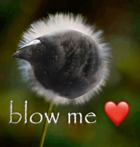 pukeko (@pukekoku) on Twitter photo 