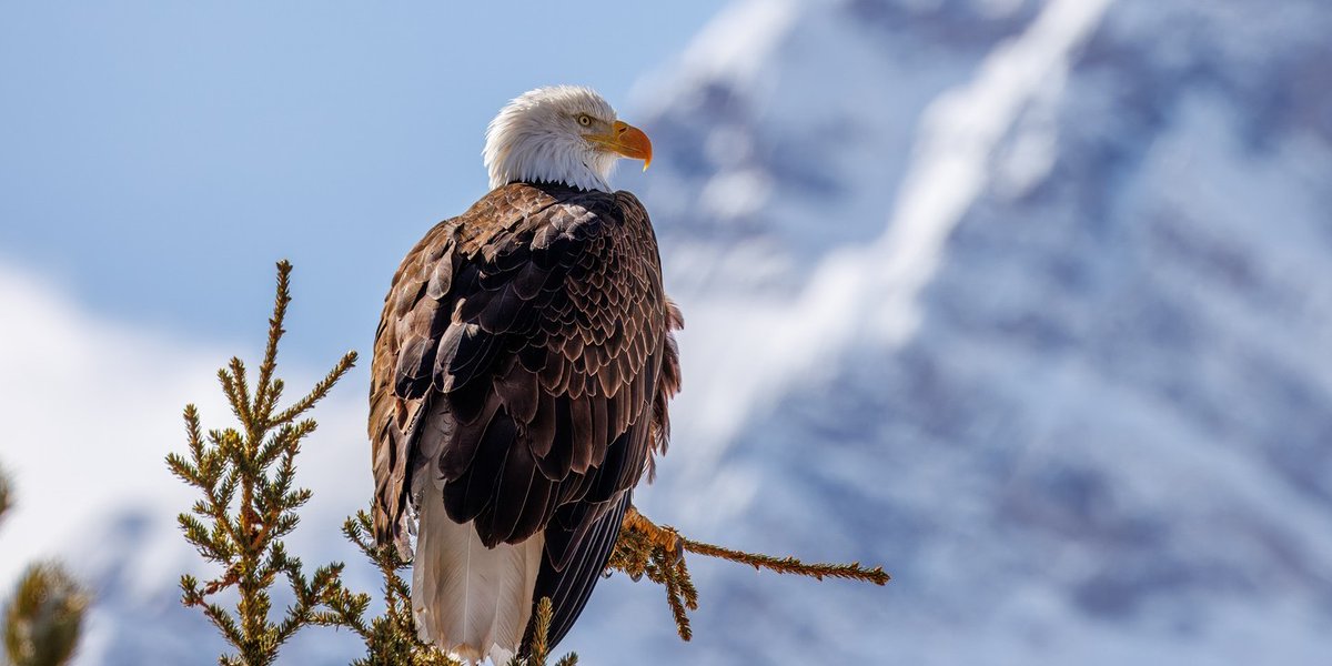 🦅 Bald eagles rule the skies of the Canadian Rockies with a wingspan up to 2.5m (8 ft). Spot them near lakes, hunting fish or scavenging. Their white head makes them easy to ID, with sharp eyes and dive speeds up to 160 kph (99 mph), they miss nothing.

📸 on IG: @dannybyrgesen