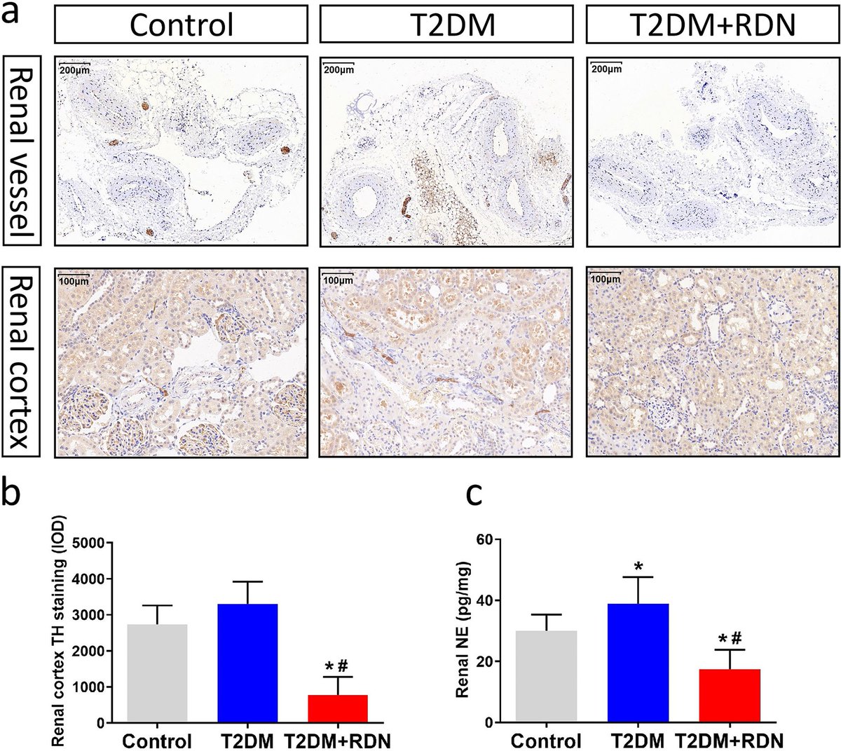 "#mitochondrial_dynamics" - Results on X | Live Posts & Updates