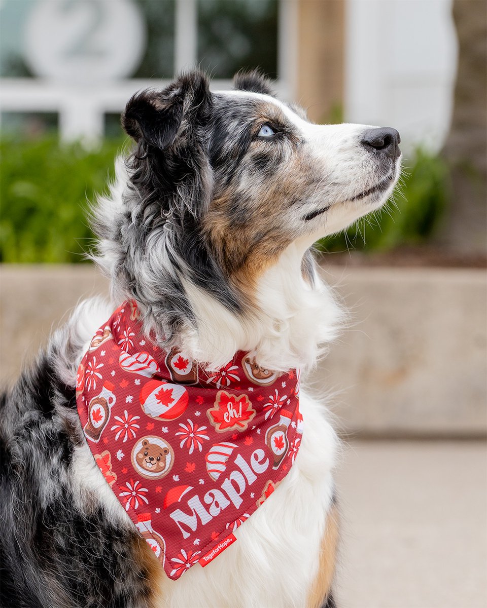 TagsforHope's tweet photo. The design your pup should be wearing on July 1st 🇨🇦⁠
Proudly made in Canada and 15% off now! https://t.co/R30DLljCGx