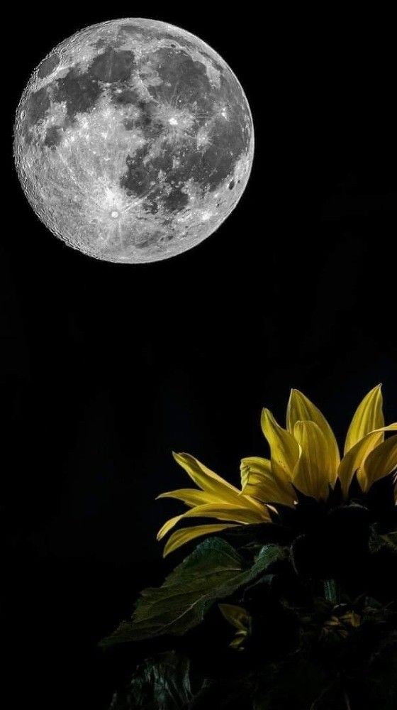 . . . e come 
un girasole impazzito
mi svegliavo di notte
e inseguivo la luna
credendo fosse il sole.  ⚘