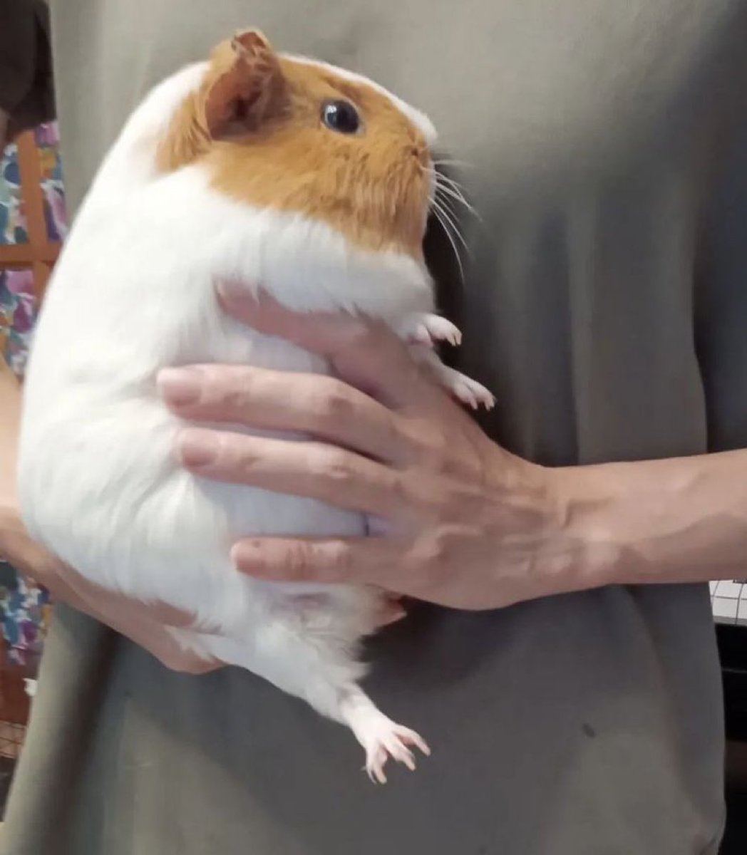 めちゃくちゃ太った家のハムスター見て