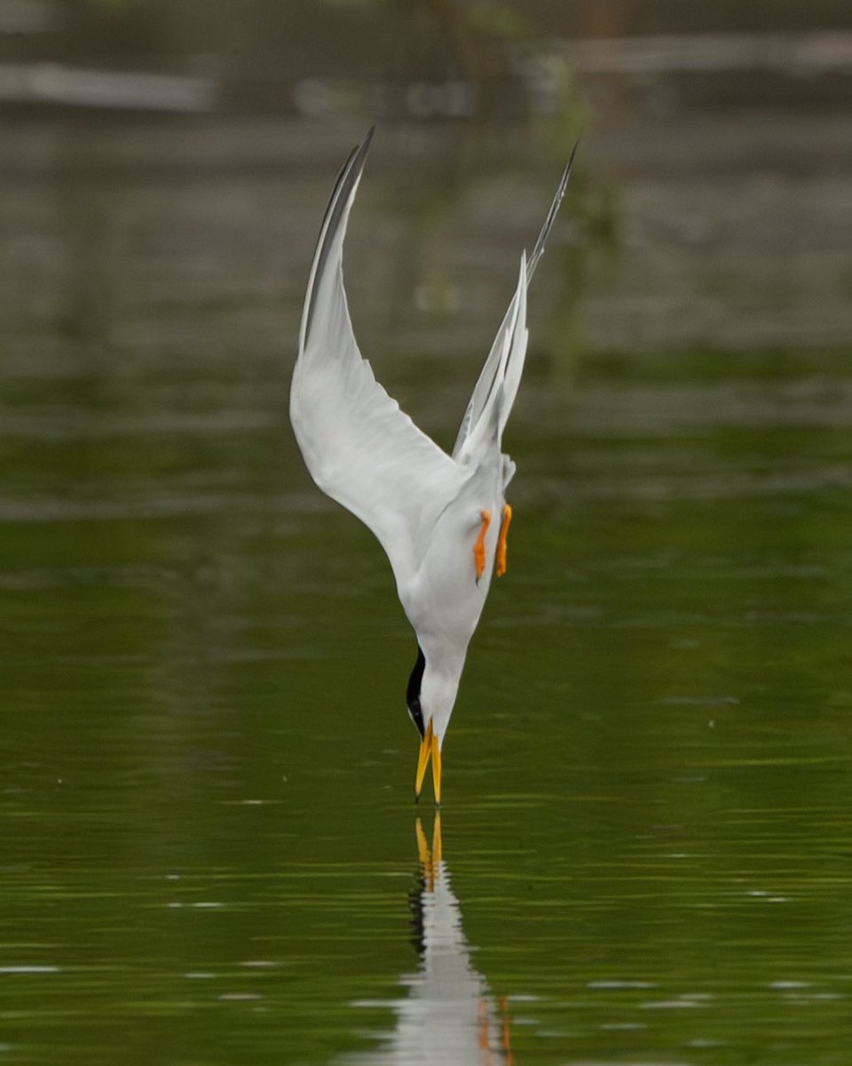 コアジサシの水面キス💋

Nikon Z9
NIKKOR Z600㎜　f/4 TC VR-S