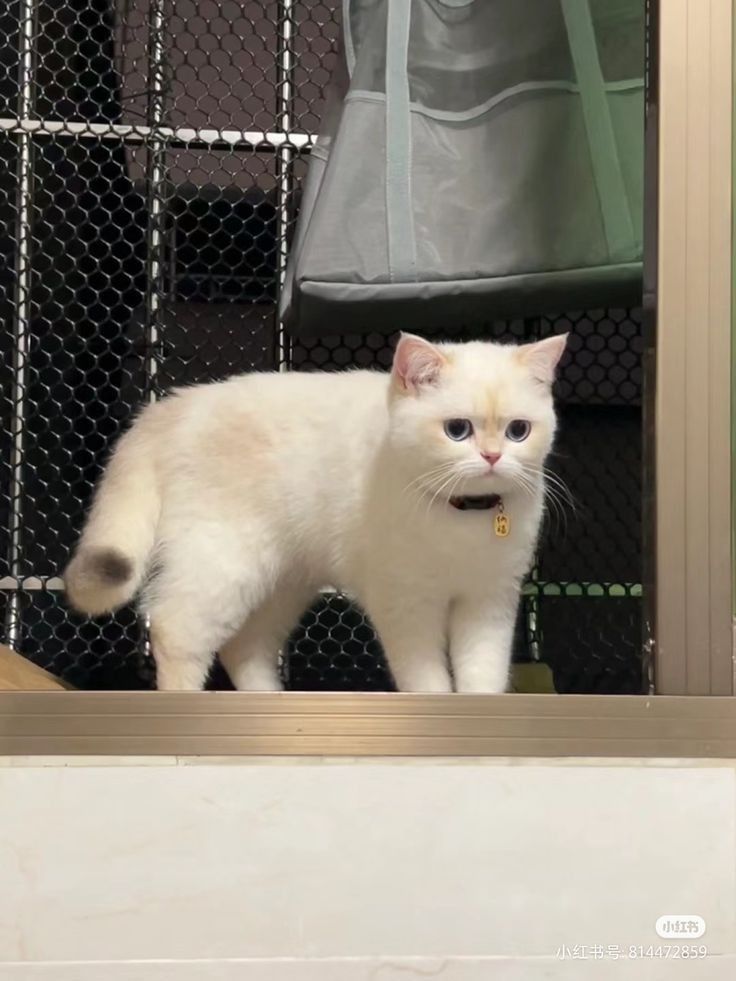 Why you should have a cat (@shouldhavecat) on Twitter photo 