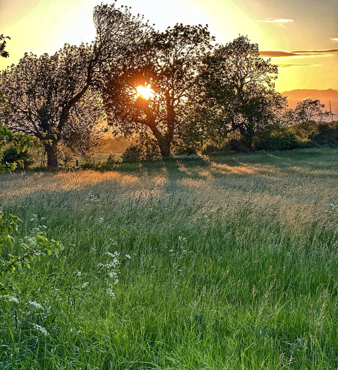 IanGee19's tweet photo. As nice end to the day in semi rural #Redmarshall with the sun setting behind the trees. A very pleasant late dog walk. @StormHour @ThePhotoHour #sunset #weather https://t.co/6ow8LmCUjT