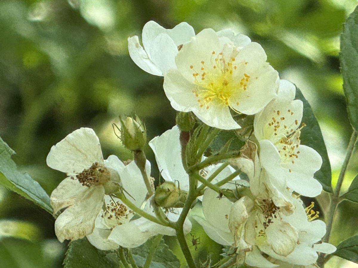 🍃🌷🍃 tweet media