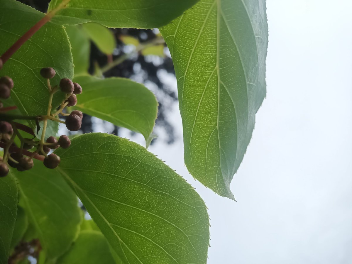 Nach dem totalen Ausfall wegen dem späten Frost in diesem Jahr, lassen die Kiwi sich dieses Jahr ewig Zeit mit der Blüte. 
Ich bin gespannt ob ich etwas ernten werde.
