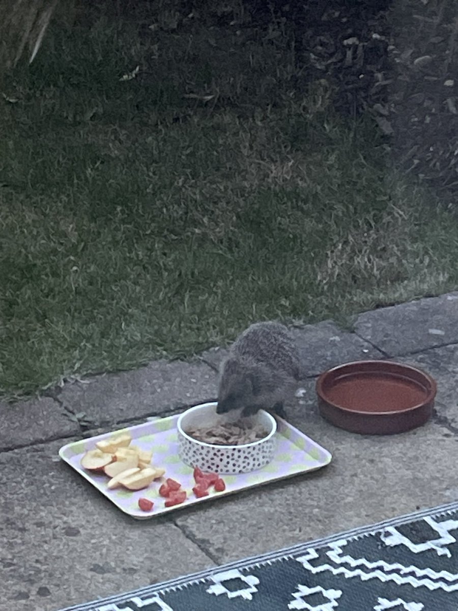 KaductUK's tweet photo. @ChrisGPackham some wonderful wildlife in the back garden this evening. We saw a Eurasion Jay have a fight with a Magpie. I’m all for the circle of life but I did intervene when it started getting ugly. Now we have a family of hedgehogs 🦔 tucking into a tuna and fruit salad. https://t.co/g5O63cEI59