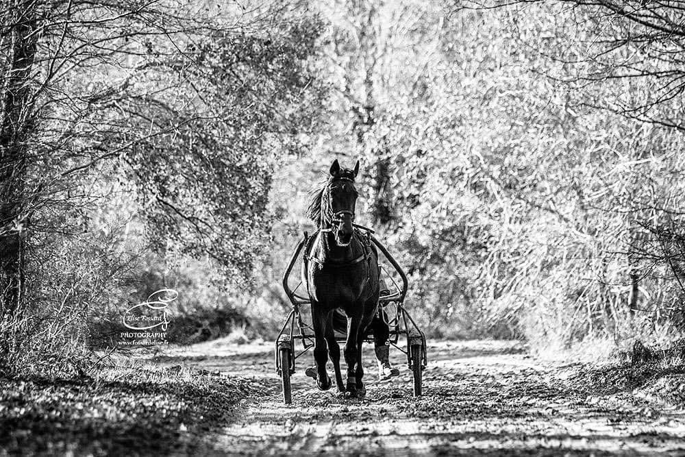 𝐄́𝐥𝐢𝐬𝐞 𝐅𝐨𝐬𝐬𝐚𝐫𝐝 tweet media