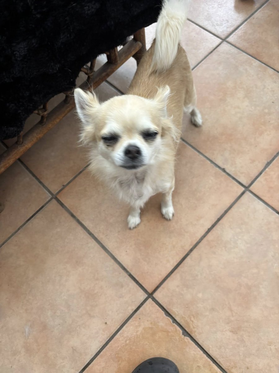 rescuedoggypaws's tweet photo. Desperately seeking an experienced chihuahua foster home
Pip will take some time to settle and trust, but needs somewhere quiet to relax and trust  She is around 11/12 years and loves going for walks
https://t.co/Y5BrOCyWcI
#Lincolnshire #Grimsby #Hull #Yorkshire #Scunthorpe https://t.co/dxF2EPciDz