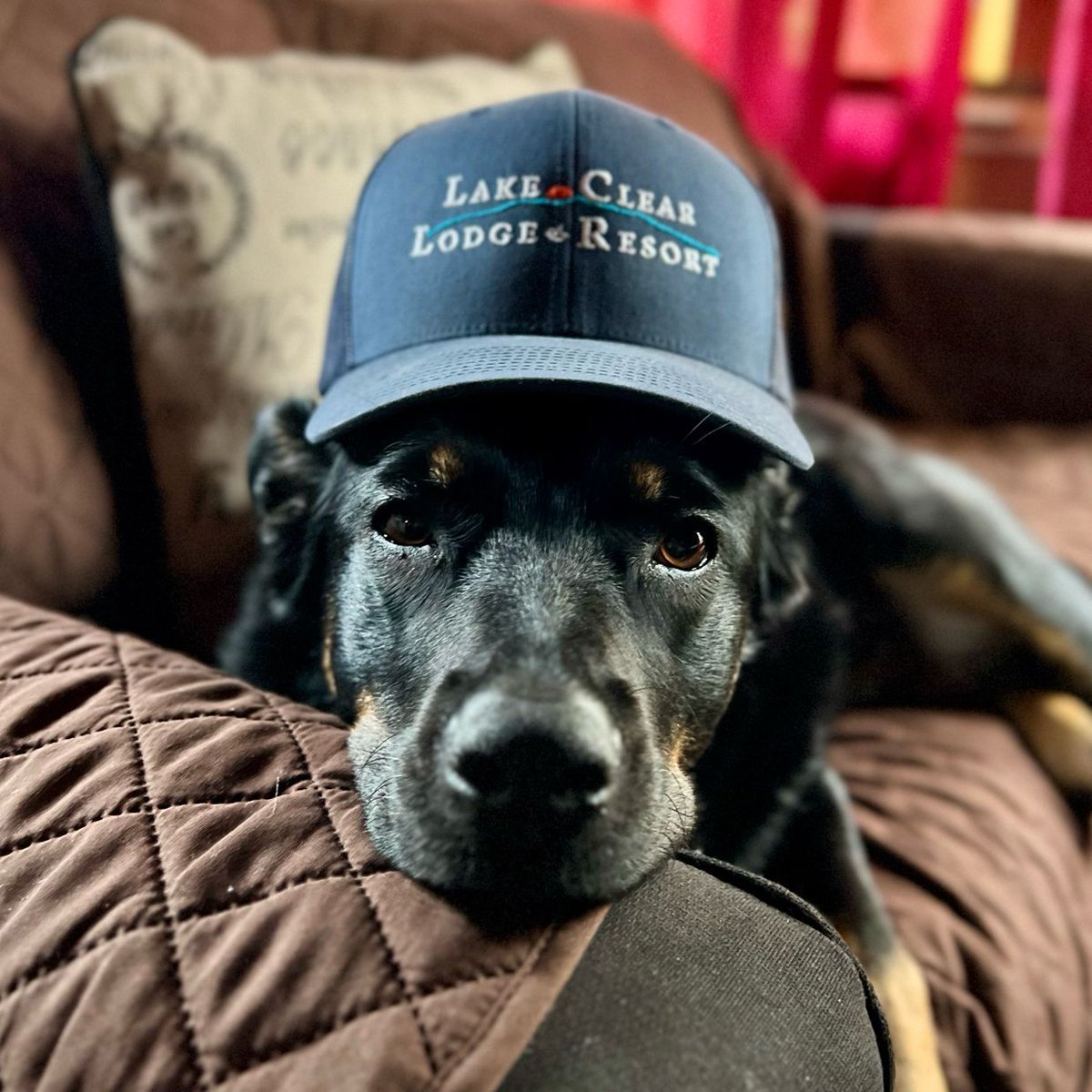 Elsie is resting after a long day of being our top promoter 🐶