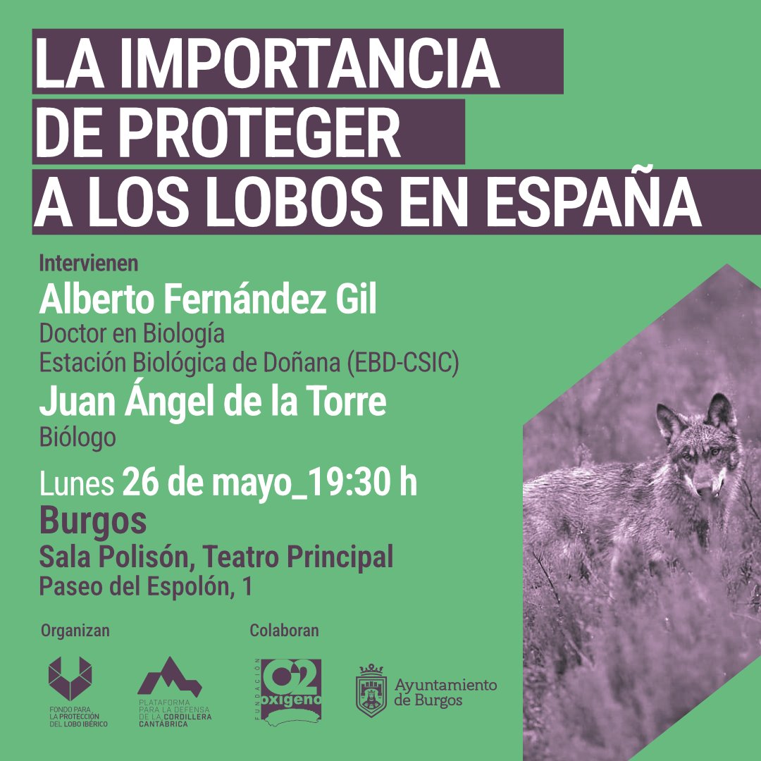 Lunes 26 de mayo❗️
📌 En la sala Polisón, Teatro Principal. 
Paseo del Espolón, 1 🐺
#LoboIbérico #ElLoboEsVida #Fondolobo