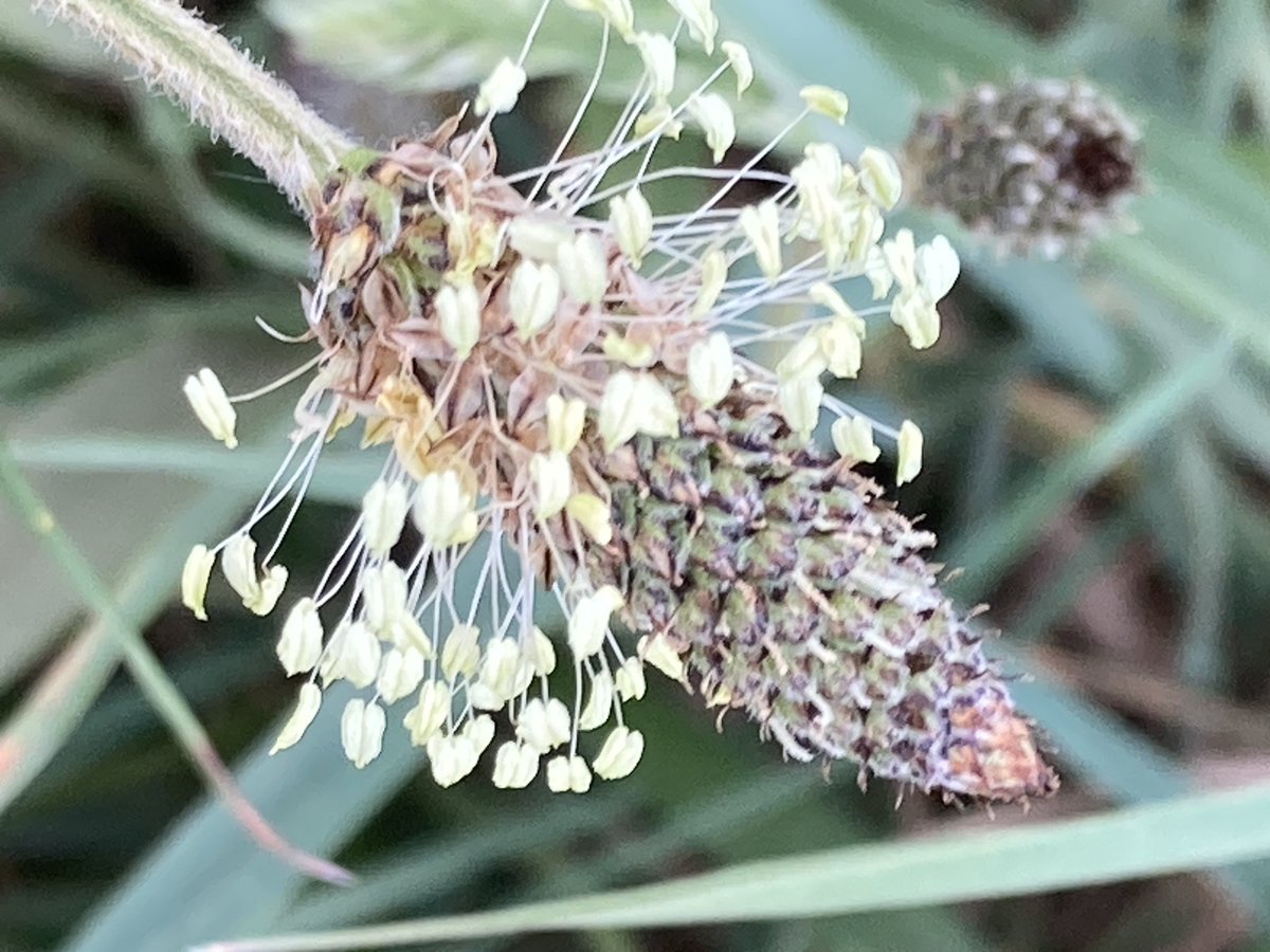 Susan Rodrigues tweet media