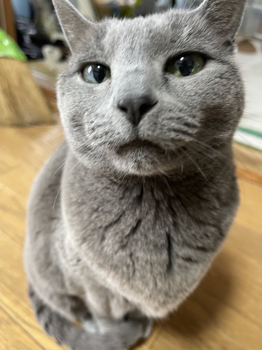 rinrin7481's tweet image. おはようございます😊😼😸
月末の月曜日が始まりました〜😵
最近朝はいつもどんより空…
気持ちを少しずつ上げて⤴️
頑張りマッスル💪

本日も宜しくお願い致します🤗✨