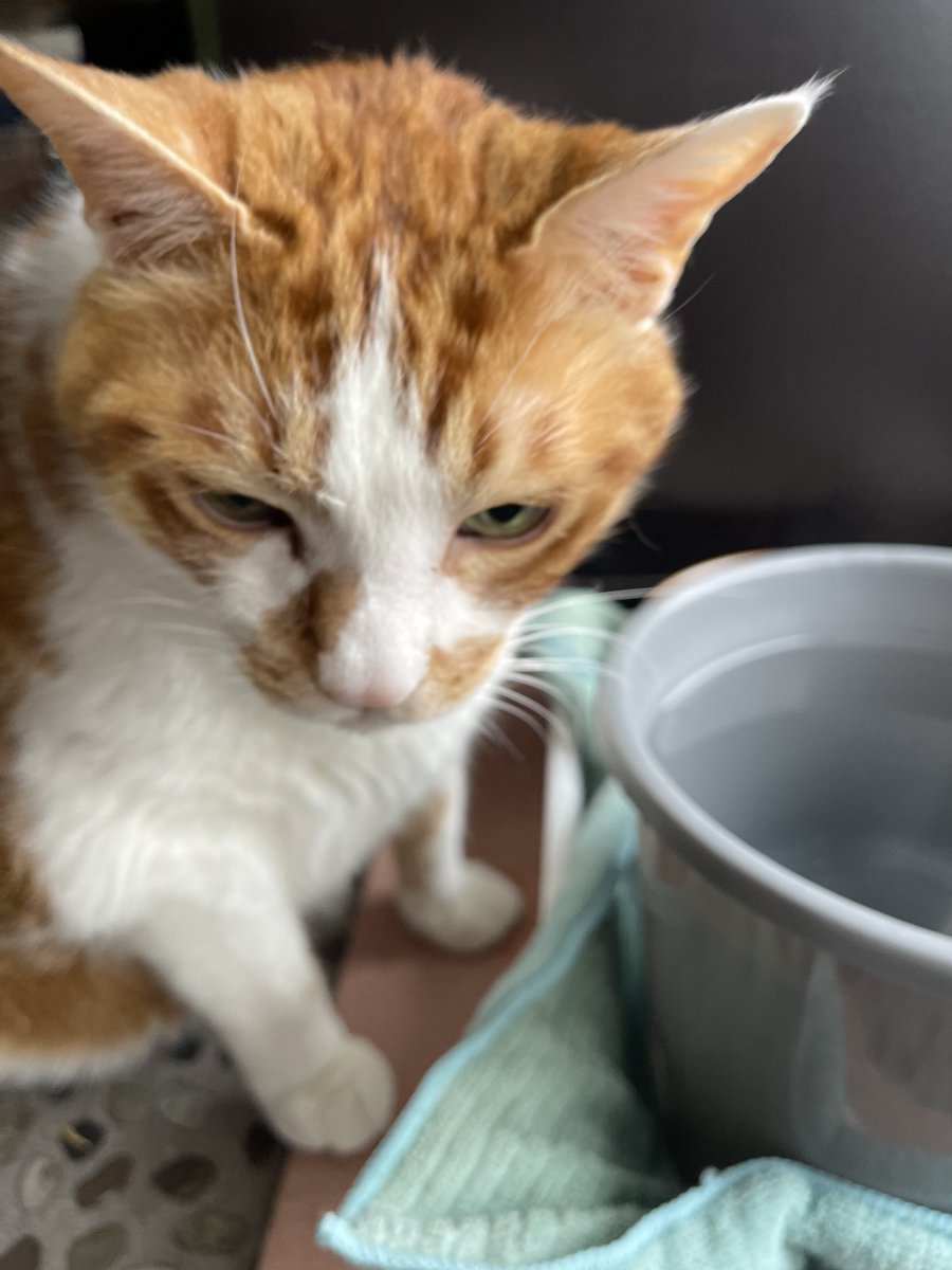 rinrin7481's tweet image. おはようございます😊😼😸
月末の月曜日が始まりました〜😵
最近朝はいつもどんより空…
気持ちを少しずつ上げて⤴️
頑張りマッスル💪

本日も宜しくお願い致します🤗✨