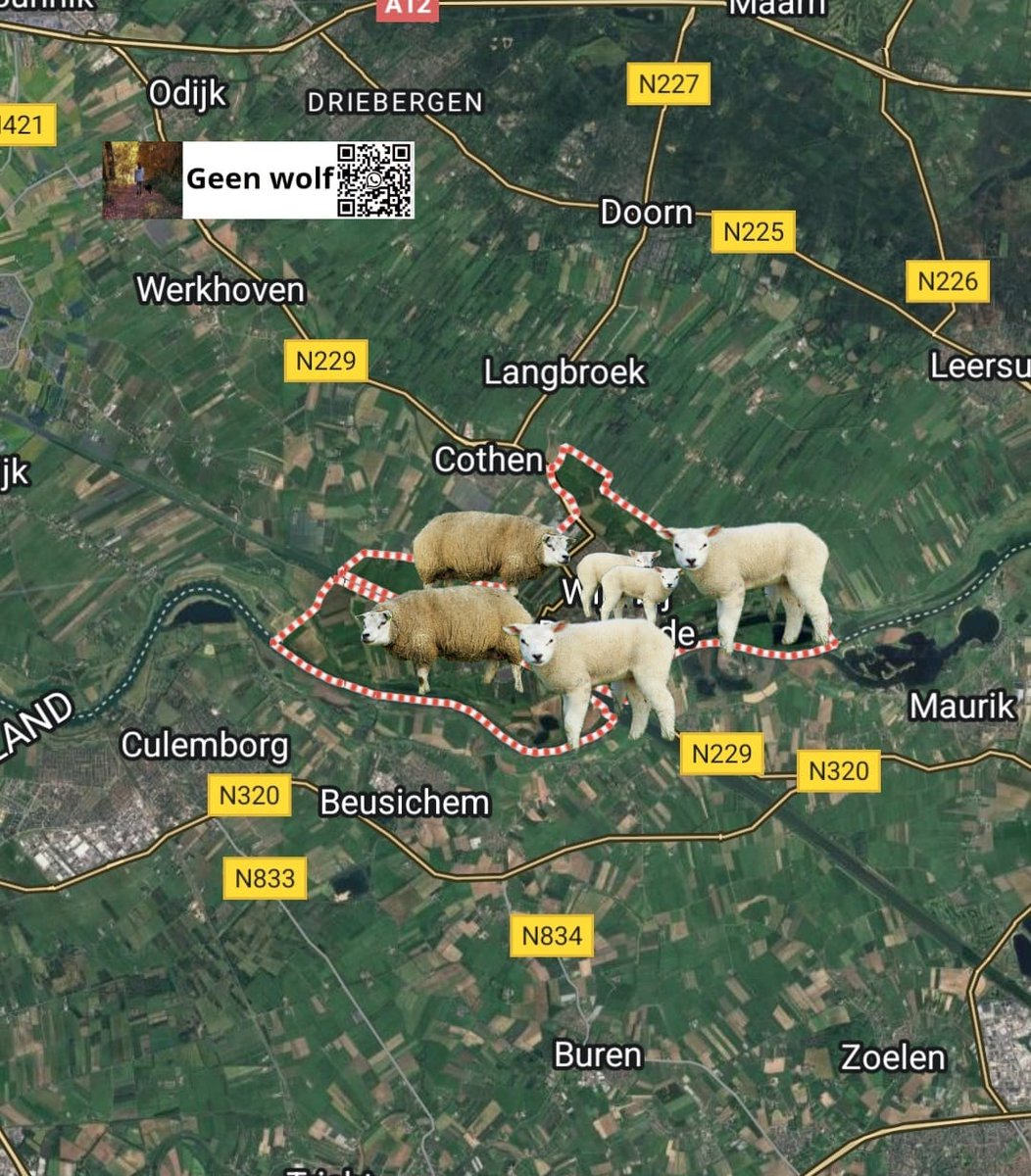 🐺 wolfalert #wolvenmeldpunt GeenWolf ❌🐺 
scheurmelding 
24-05-25
#WijkbijDuurstede #Utrecht 

Aanval op schapen, 2 ooien gedood, 2 lammeren dood, 2 lammeren gewond.
Moet gisteravond gebeurt zijn, vandaag gevonden

🐺 meldingen liefst zsm met GoogleMaps 📌 naar wa 
31617018889