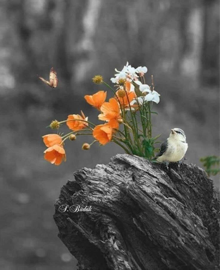 *كنَ لـيَ يا ربي حبـــــــيباً و قريبــــــــاً وكـــن لدعــائيَ مجيــــباً..*

              .🌜⭐️