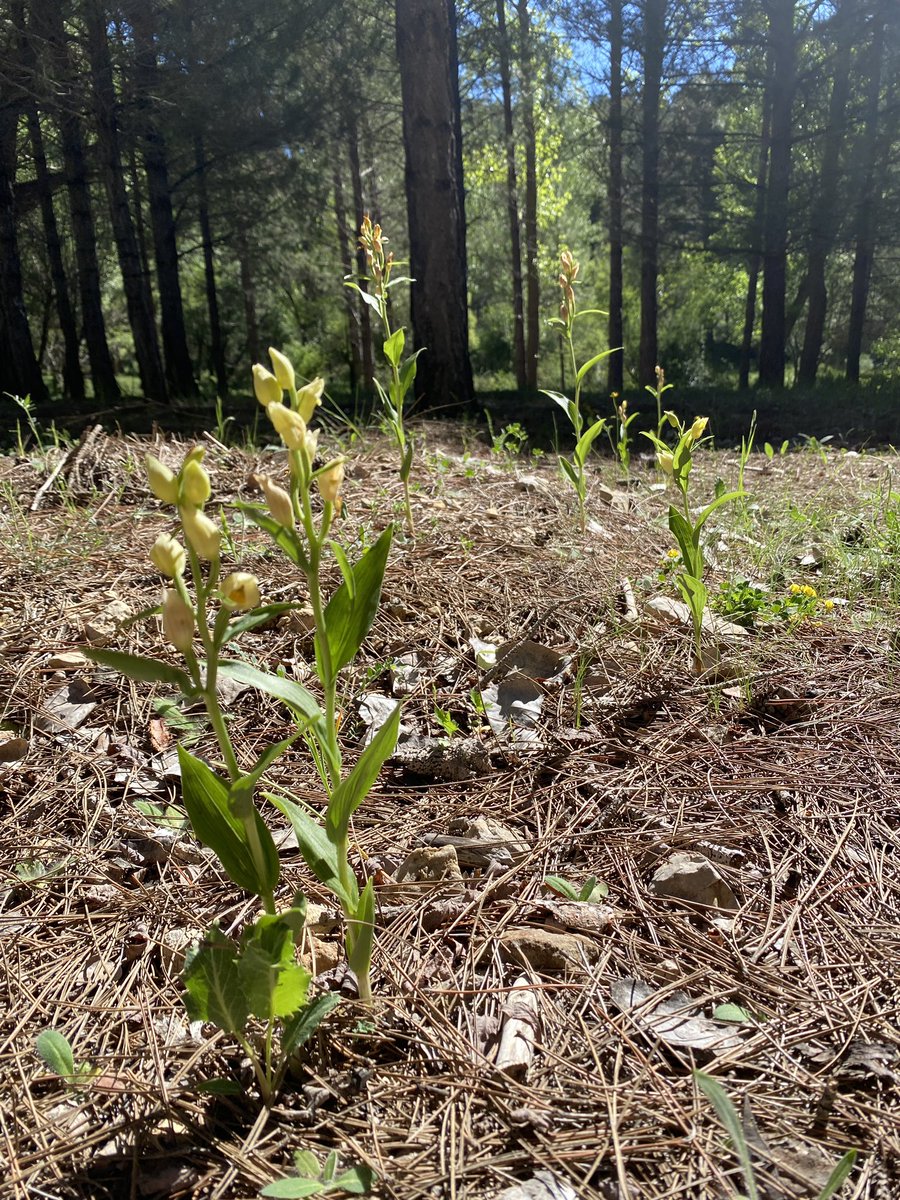 persito8's tweet photo. Cephalanthera damasonium. Puebla de Don Fadrique (Granada). 25/05/2025 https://t.co/knVhIqim9V