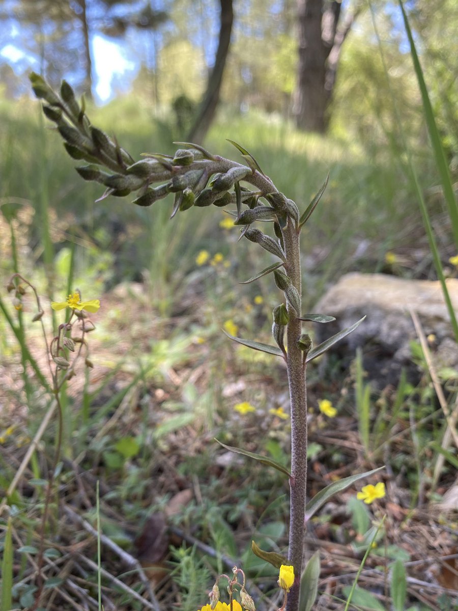 persito8's tweet photo. Epipactis microphylla (tengo dudas). Puebla de Don Fadrique (Granada). 25/05/2025 https://t.co/Ujs1EGoJ8M