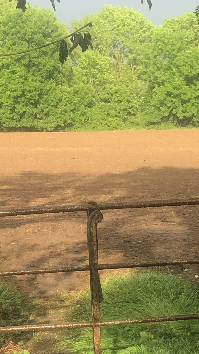 Ruck10101982's tweet photo. Can rain away now 😂☔️#reseed! https://t.co/PFklFM1FMt