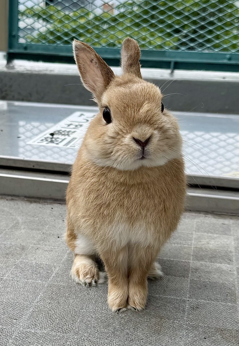 🧡₍ᐢ｡･.･｡ᐢ₎🌻🩵

きのうのべらんぽ

おすわり՞. ̫.՞