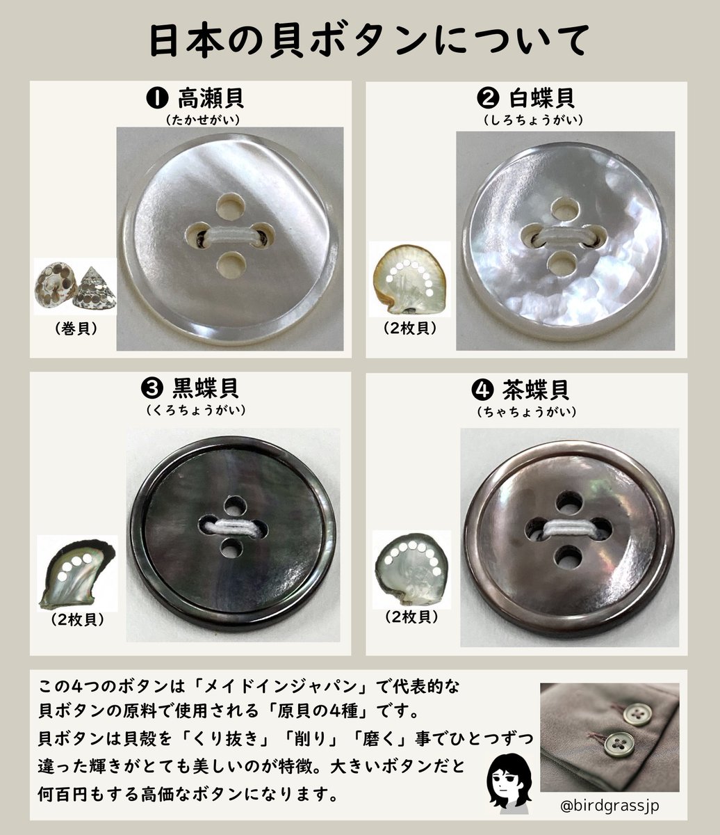 図解はメイドインジャパンの代表的な貝ボタンの原料として使用される原 