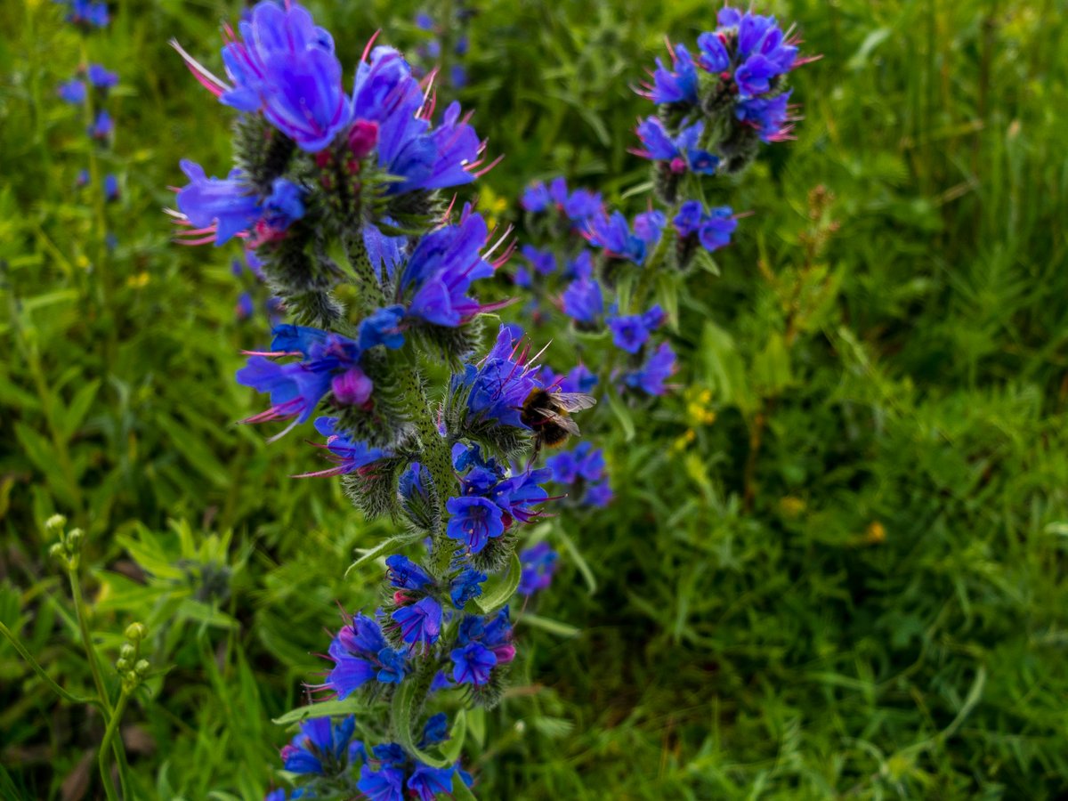 Viper's-bugloss (Echium Vulgare) here in Sunny Govan.