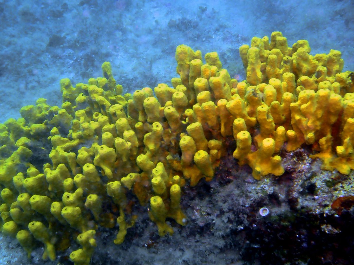 Aplysina aerophoba, the „golden sponge“, with chemistry that makes it turn blueupon contact with air
The chromosomal genome sequence of &lt;i&gt;Aplysina aerophoba &lt;/i&gt;(Nardo, 1833) and its associated microbial metagenome sequences, wellcomeopenresearch.org/articles/10-250