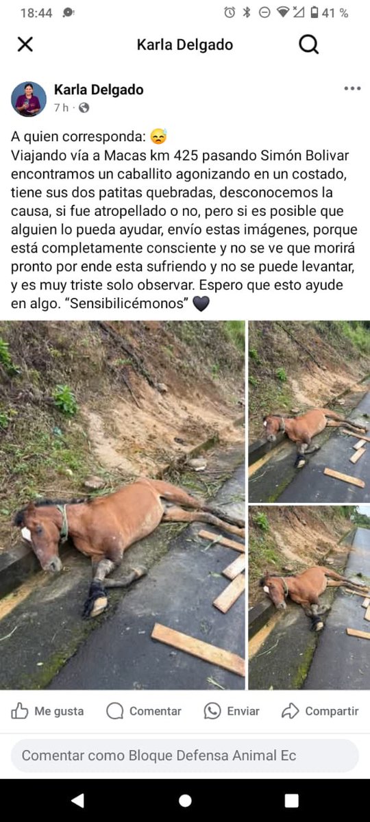 Necesitamos identificar al conductor de esta camioneta.
Lo que hizo no tiene nombre: llevaba atado a este caballito con una piola a su vehículo, obligándolo a correr detrás de la camioneta en plena carretera. El resultado fue desgarrador: el caballito terminó con las dos patas