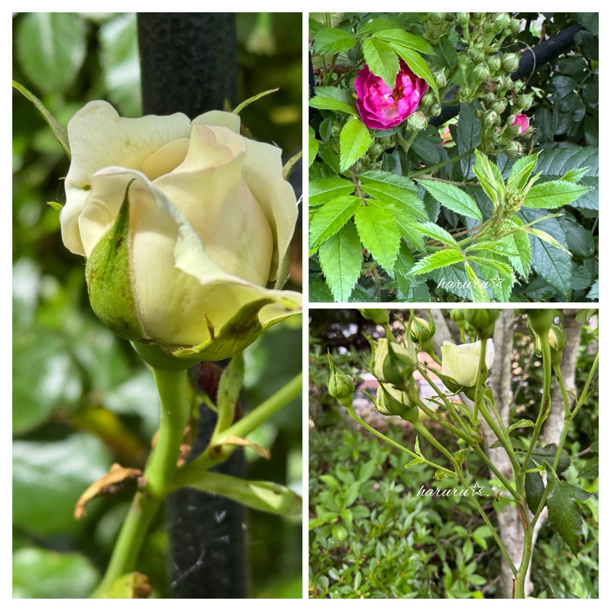 プロフ必読願います