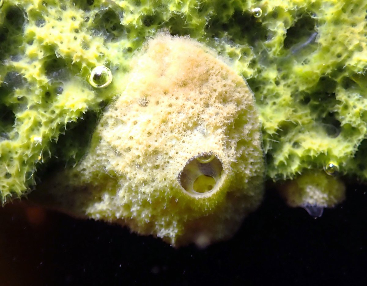 Thanks Sally Leys!
The chromosomal genome sequence of the fragile freshwater sponge, &lt;i&gt;Eunapius fragilis &lt;/i&gt;(Leidy, 1851) and its associated microbial metagenome sequences, wellcomeopenresearch.org/articles/10-26…
