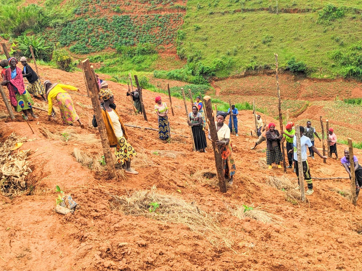 Bikorimana Valens (@bikorimanavale9) on Twitter photo 🌿🍈 Sowing Seeds of Change in <a href="/Nyamagabe/">Nyamagabe District</a> ! 🍈🌿
5 youth volunteers, 5 modern passion fruit farms, 5.5 hectares of transformation!
With support from <a href="/CorpsAfricaRda/">CorpsAfrica/Rwanda</a> , these young changemakers are turning land into opportunity & passion into purpose. 🌍💪
#YouthInAgriculture 🌿🍈 Sowing Seeds of Change in <a href="/Nyamagabe/">Nyamagabe District</a> ! 🍈🌿
5 youth volunteers, 5 modern passion fruit farms, 5.5 hectares of transformation!
With support from <a href="/CorpsAfricaRda/">CorpsAfrica/Rwanda</a> , these young changemakers are turning land into opportunity & passion into purpose. 🌍💪
#YouthInAgriculture