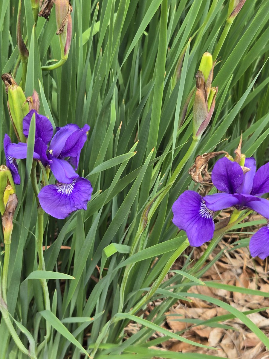 Herr Studt #BoilerUp 🇺🇸 🇩🇪 🇺🇦 #RDP (@hoosier47906) on Twitter photo Purdue Hort Garden: Late May- the chilly temps have probably held off the daylilies for now - instead the deep blues, purples and pinks still predominate. Stop by in a week or so to see an explosion of warm summer colors!
<a href="/LifeAtPurdue/">Purdue University</a> <a href="/PurdueHortLA/">Purdue Horticulture and Landscape Architecture</a> <a href="/PurdueAg/">Purdue Agriculture</a> <a href="/purdueexponent/">Purdue Exponent</a> Purdue Hort Garden: Late May- the chilly temps have probably held off the daylilies for now - instead the deep blues, purples and pinks still predominate. Stop by in a week or so to see an explosion of warm summer colors!
<a href="/LifeAtPurdue/">Purdue University</a> <a href="/PurdueHortLA/">Purdue Horticulture and Landscape Architecture</a> <a href="/PurdueAg/">Purdue Agriculture</a> <a href="/purdueexponent/">Purdue Exponent</a>