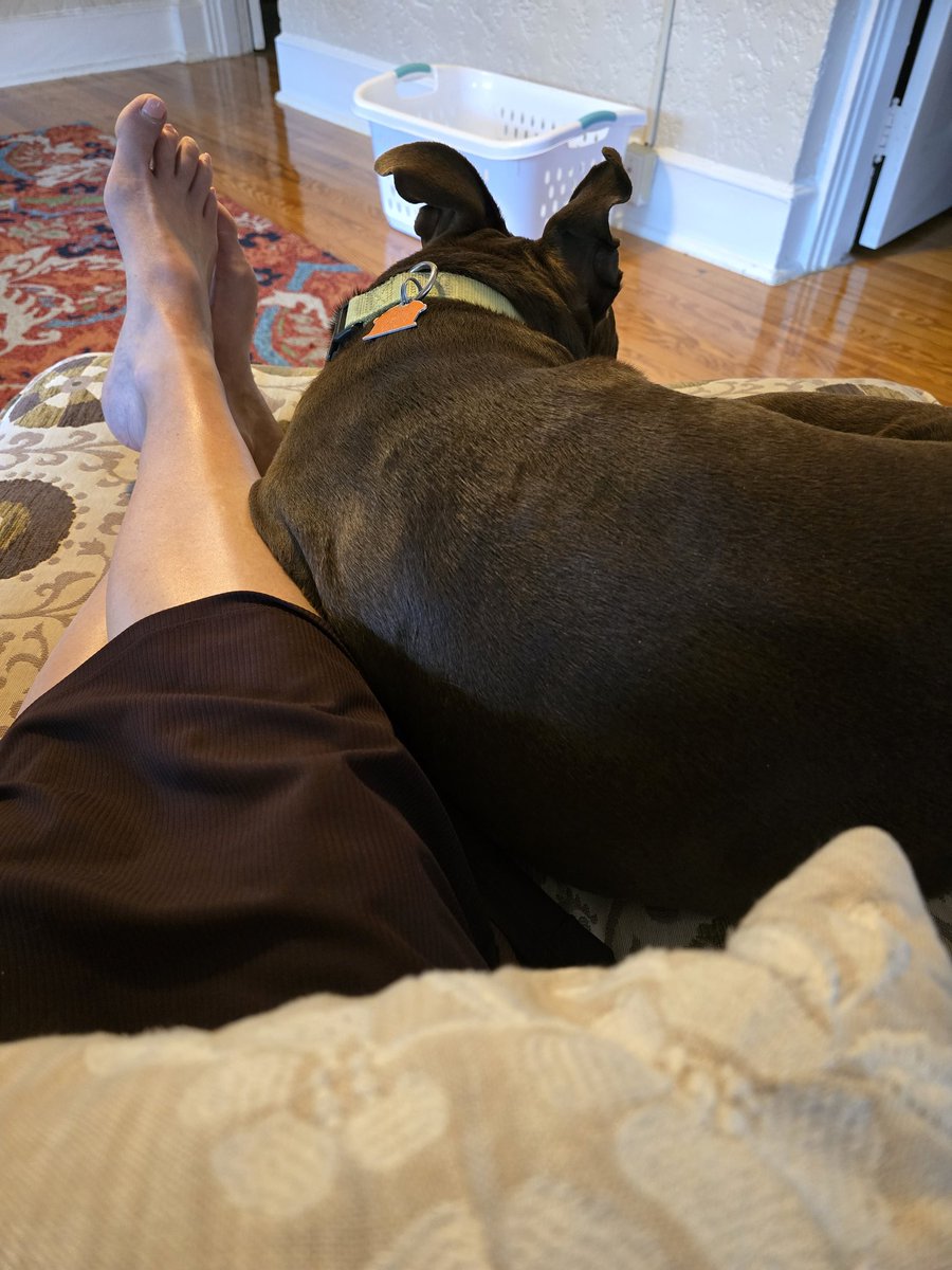 CSMJoAnnNaumann's tweet image. This guy decided to join me in the reading chair.