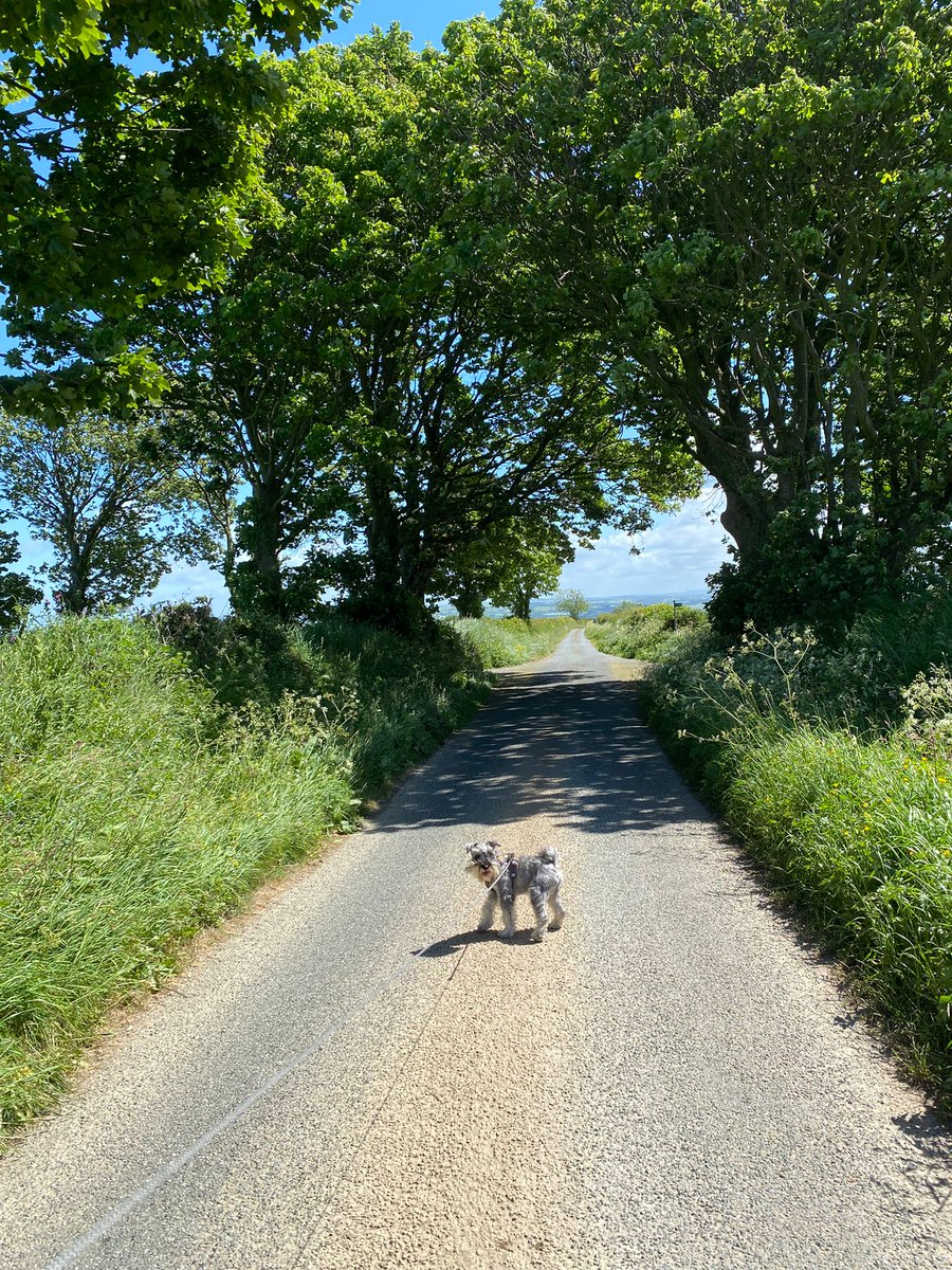 Love it down west (Wales). Although I did get scaredy of some sheep. Hoomum mumbling something about a city dog..