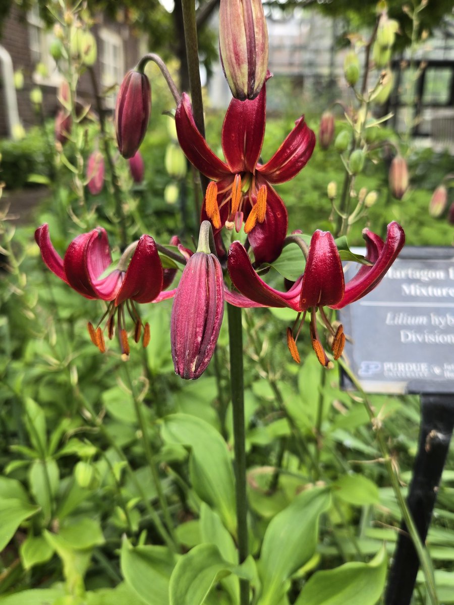Herr Studt #BoilerUp 🇺🇸 🇩🇪 🇺🇦 #RDP (@hoosier47906) on Twitter photo Purdue Hort Garden: Late May- the chilly temps have probably held off the daylilies for now - instead the deep blues, purples and pinks still predominate. Stop by in a week or so to see an explosion of warm summer colors!
<a href="/LifeAtPurdue/">Purdue University</a> <a href="/PurdueHortLA/">Purdue Horticulture and Landscape Architecture</a> <a href="/PurdueAg/">Purdue Agriculture</a> <a href="/purdueexponent/">Purdue Exponent</a> Purdue Hort Garden: Late May- the chilly temps have probably held off the daylilies for now - instead the deep blues, purples and pinks still predominate. Stop by in a week or so to see an explosion of warm summer colors!
<a href="/LifeAtPurdue/">Purdue University</a> <a href="/PurdueHortLA/">Purdue Horticulture and Landscape Architecture</a> <a href="/PurdueAg/">Purdue Agriculture</a> <a href="/purdueexponent/">Purdue Exponent</a>