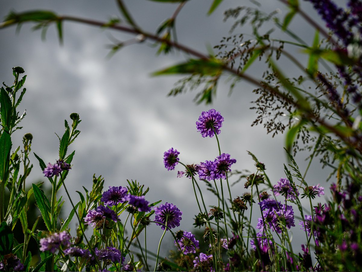 The view from the garden chair #Togtweeter #ThePhotoHour #snapyourworld #flowers #plants #flowerphotography #NaturePhotography #nature