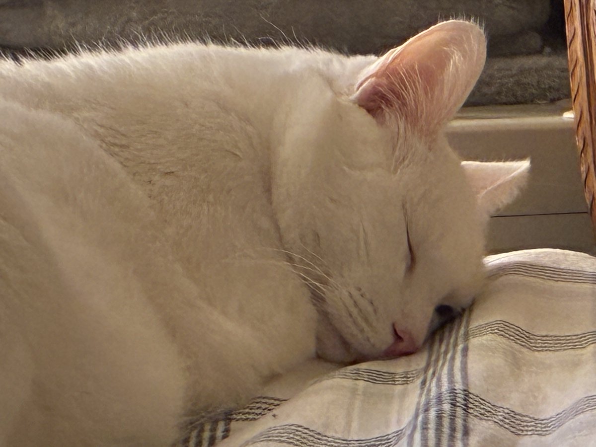 RC_Meatpuppet's tweet image. Sleepy boy