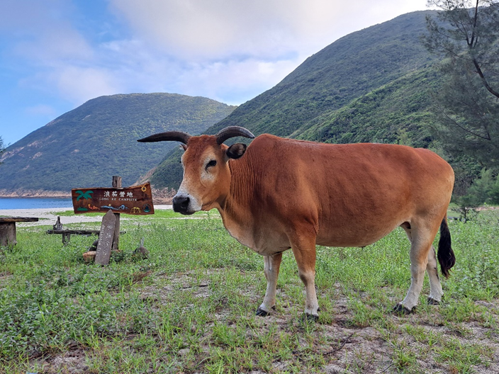 PerrouxT's tweet photo. Sex and body condition had limited impact on endoparasite infection and mostly impacted nematode infections. Provisioning and herd size were important risk factors, showing contrasting impacts on endoparasite infections at genus level.
3/4 https://t.co/UQyhwHpX75