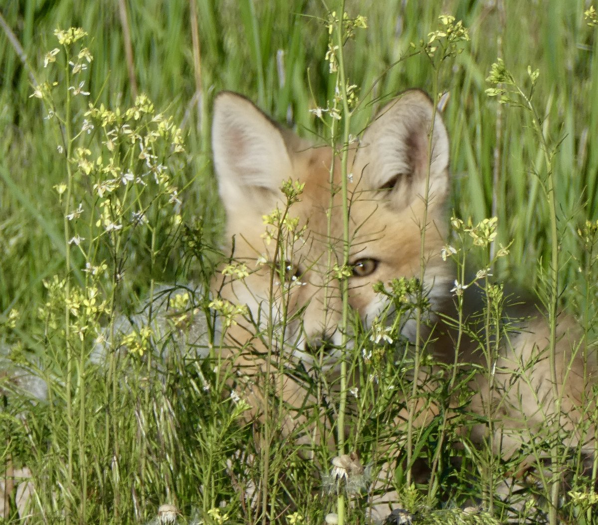 sallymauk's tweet image. Smitten.
#foxkitfever