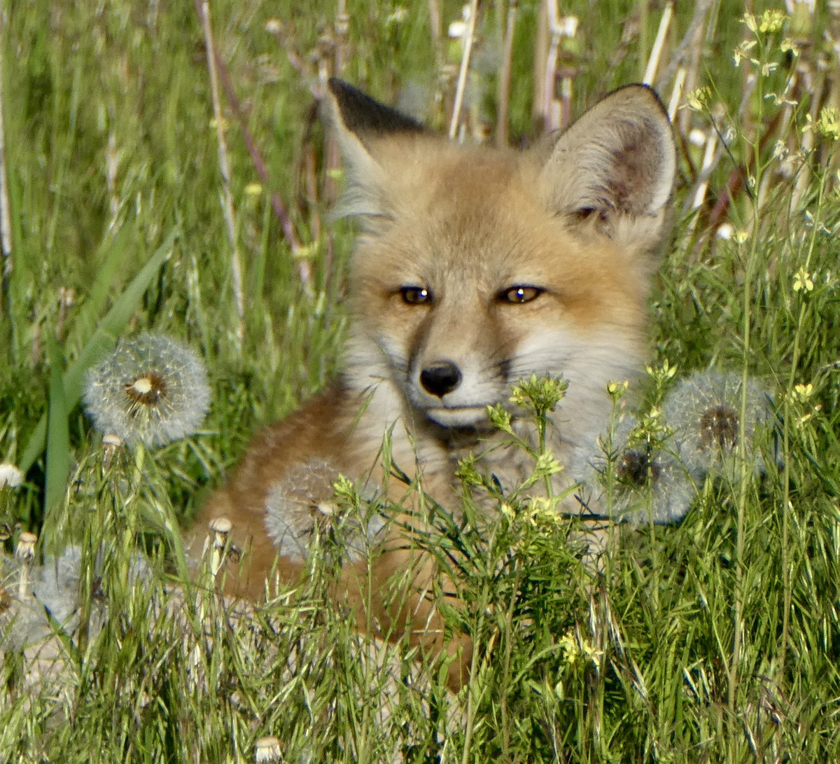 sallymauk's tweet image. Smitten.
#foxkitfever