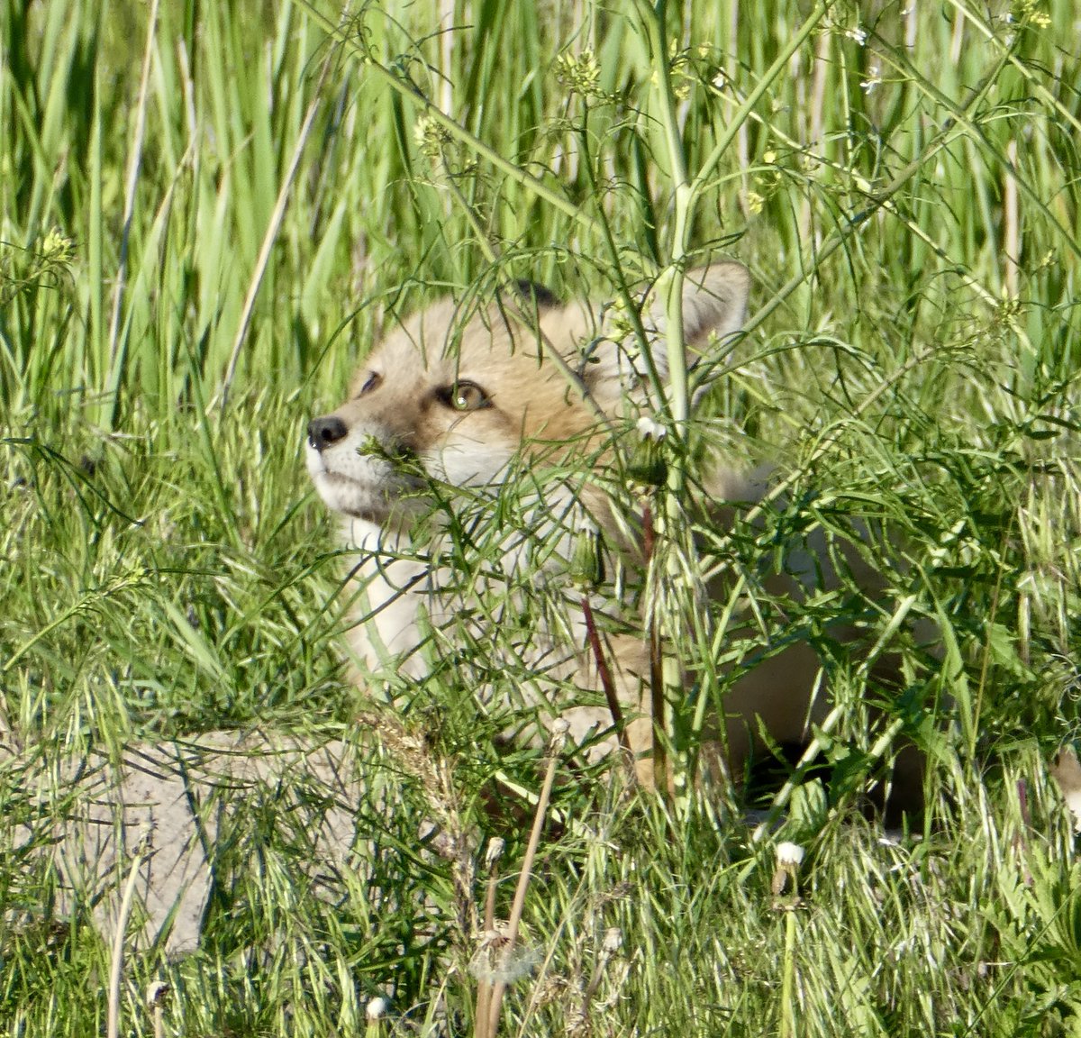sallymauk's tweet image. Smitten.
#foxkitfever