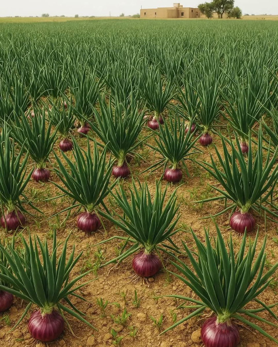 Excellent onion 🧅 farming