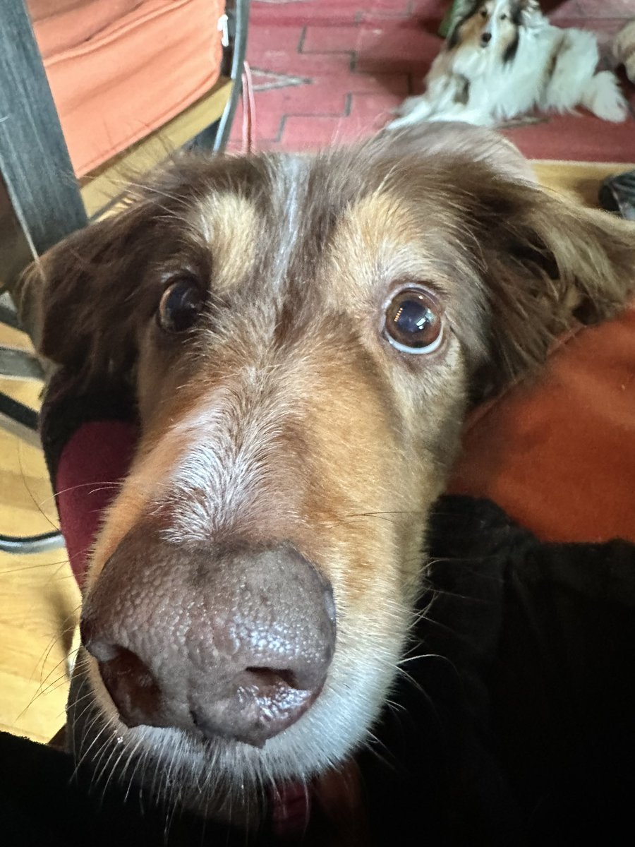Snorripup's tweet image. Can I have a little please??????