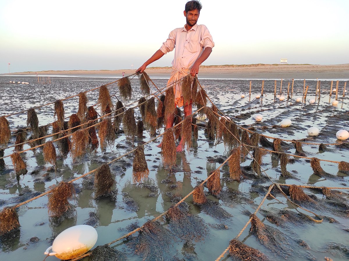 trinidad1949's tweet image. This week, I am in Busan to attend the World Bank's Global Seaweed Summit 2025, emphasizing the importance of integrating #seaweed into diets for better nutrition outcomes, especially in low- and middle-income countries.
#OneCGIAR #foodsecurity