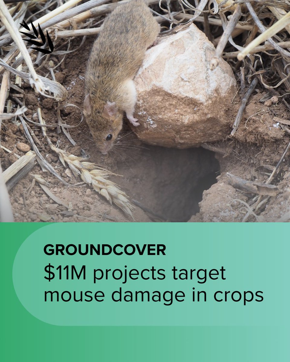 GRDC is investing $11M to power <a href="/CSIRO/">CSIRO</a>’s cutting-edge research tackling the ongoing threat of #mouse activity 🐭

Led by Dr Peter Brown &amp; Dr <a href="/wendyruscoe/">Wendy Ruscoe</a>, this work will strengthen #MouseManagement &amp; #CropProtection efforts.

🔗 Read more: bit.ly/43xlPg9