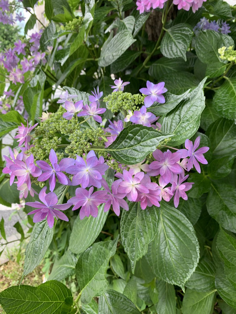 urushifuda's tweet photo. 我が家近くの公園の「紫陽花」が綺麗に咲きました。 https://t.co/XUUPfYpTK8